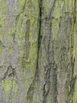 Natural Tree Bark Texture with Moss Pattern Фото