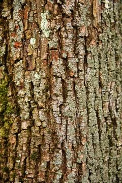 Natural tree bark texture Stock Photos
