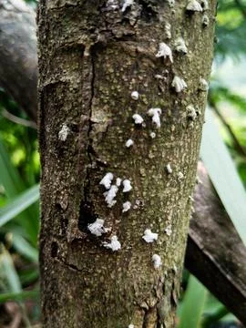 Natural Tree Bark Texture Stock Photos