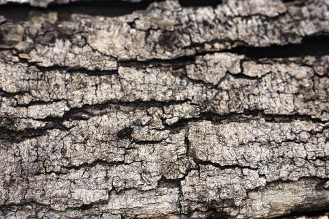Natural Tree Bark Texture 库存照片