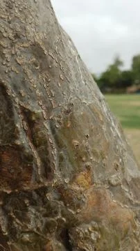 Natural tree bark texture with vertical grain details stock photo view 写真素材