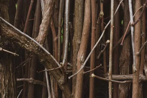 Natural tree branches brown background. forest imitation Stock Photos