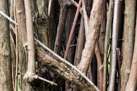 Natural tree forest branches background. forest imitation Stock Photos