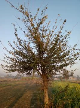 Natural tree image view Stock Photos