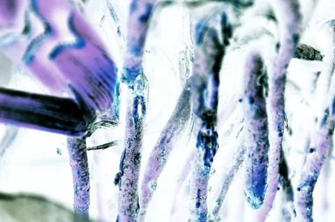 Natural tree leaf background captured from nature Stock Photos