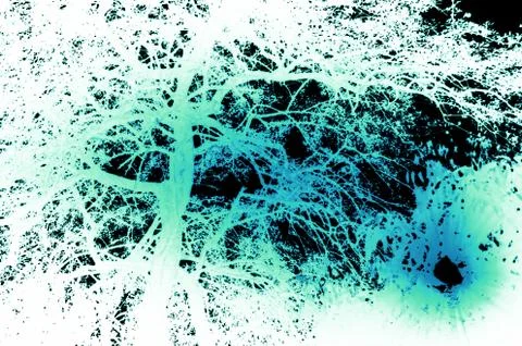 Natural tree leaf background captured from nature Stock Photos