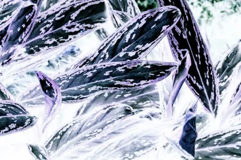 Natural tree leaf background captured from nature Stock Photos