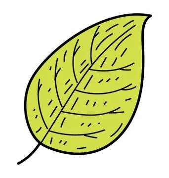 Natural Tree Leaf Stock-Illustration