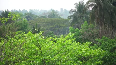 Natural Tree Leaves Environment Background Video Stock Footage 304565325