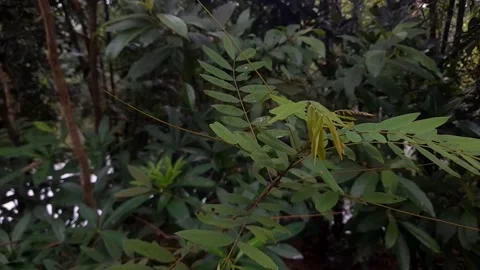 Natural tree leaves Stock Footage 340154992