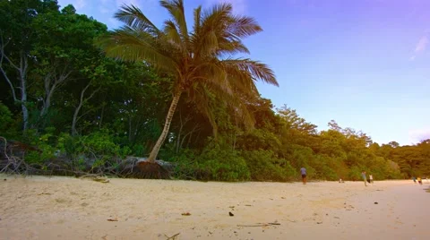 Natural Tree Line along an Undeveloped Tropical Beach Stock Footage 53414953