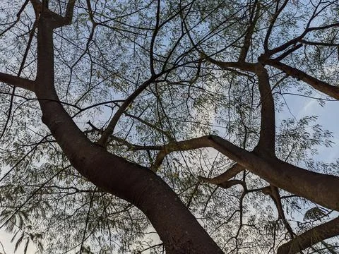 Natural Tree Stock Photos