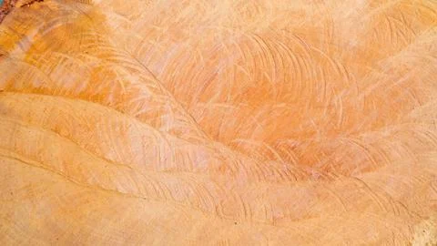 Natural Tree Raw Texture for background Stock Photos