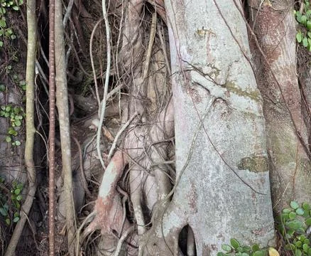 Natural Tree Root Texture with Climbing Vines Stock Photos