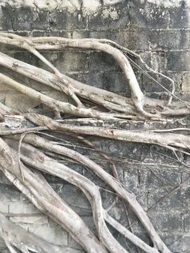 Natural tree roots Stock Photos