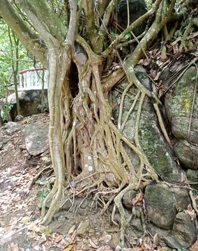 Natural tree trunk Foto stock