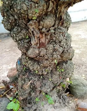 Natural tree trunk Foto stock