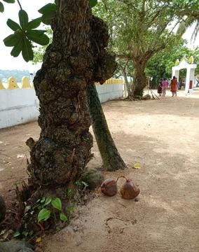 Natural tree trunk Stock Photos