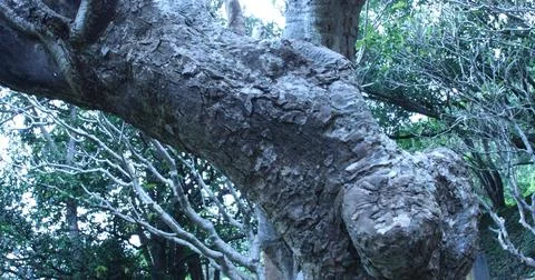 Natural Tree Trunk Texture Macro shot Stock Photos