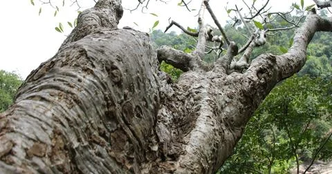 Natural Tree Trunk Texture Macro shot Stock Photos