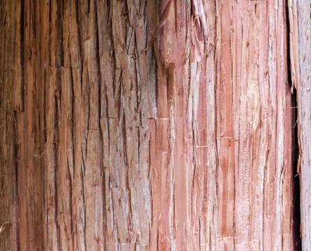 Natural tree trunk texture pattern close up Stock Photos