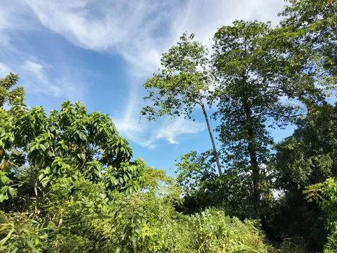 Natural Tree View Forest Texture Stock Photos