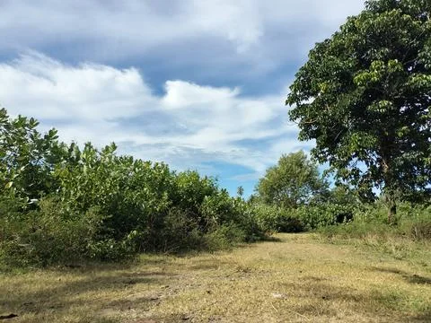Natural Tree View Forest Texture Stock Photos