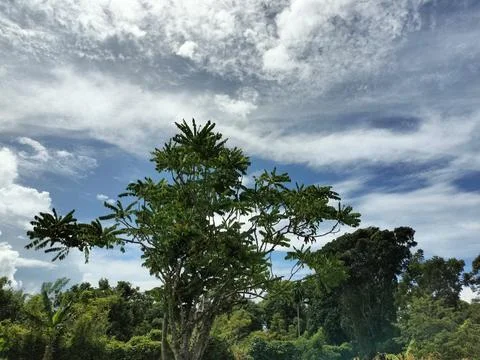 Natural Tree View Forest Texture Stock Photos