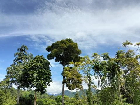 Natural Tree View Forest Texture Stock Photos