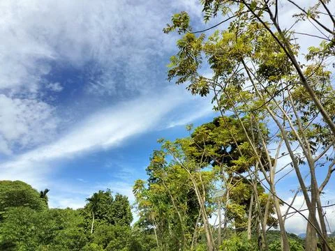 Natural Tree View Forest Texture Stock Photos