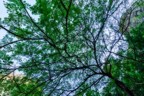 Natural tree view Stock Photos