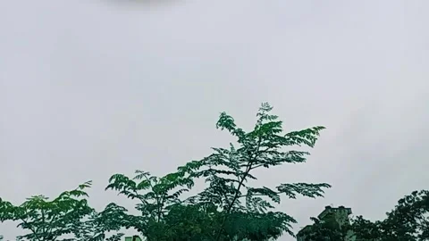 Natural trees and sky view Stock Footage 278367902