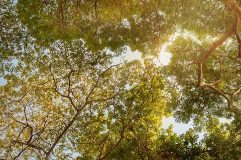 Natural trees background Stock Photos