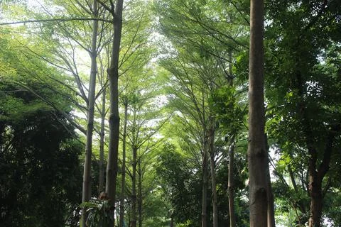 Natural trees in forest Stock-Fotos