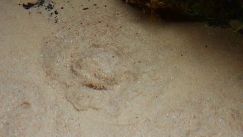 Natural underwater spring bubbling through sand in a crystal clear creek Stock Footage 328788148