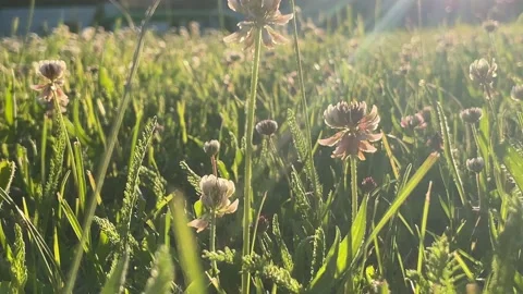 Natural unfocused landscape. Stock Footage 205026316