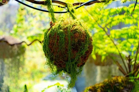 Natural unique decor. Stock Photos