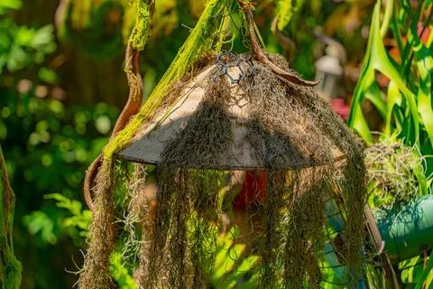 Natural unique decor. 库存照片