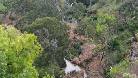 Natural valley with native eucalypts, Toolern Creek in Strathtulloh, Australia 스톡 동영상 344909722