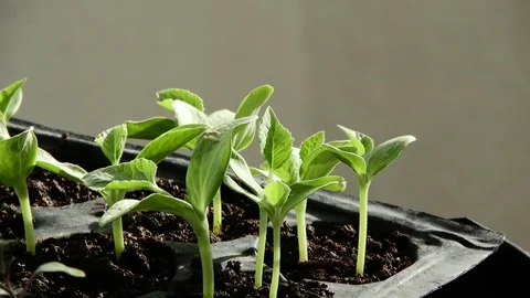 Natural vegetable seedlings Stock Footage 129857636