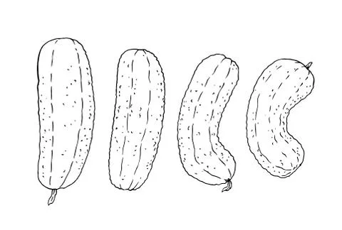 Natural vegetable set of different cucumbers. Vintage hand drawing sketch vec Stock Illustration