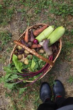 Natural vegetables Stock Photos