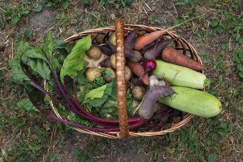Natural vegetables Fotos Stock