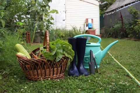 Natural vegetables Stock Photos