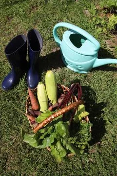 Natural vegetables 写真素材