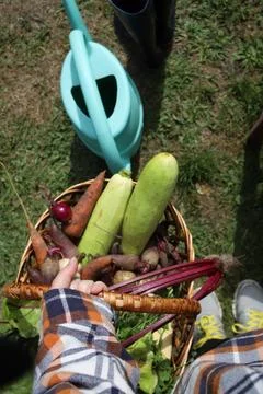 Natural vegetables Stock Photos