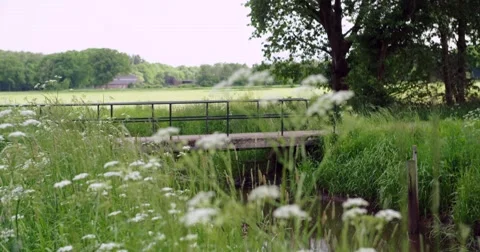 Natural vegetation along small river Netherlands 4K Stock Footage 50451189