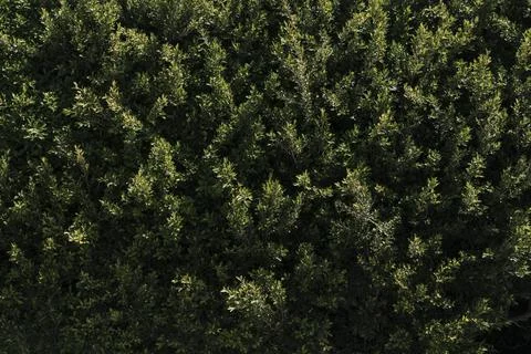 Natural vegetation texture Stock Photos