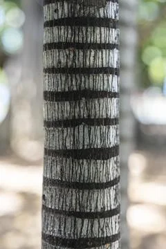 Natural vertical wood pattern featuring dark linear rings on a tropical pal.. Stock Photos