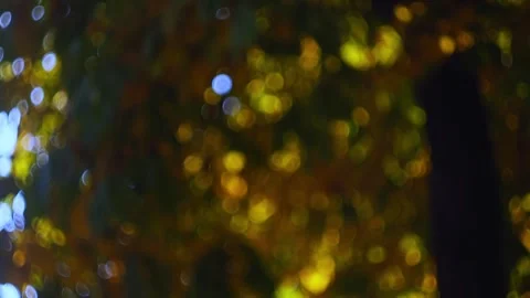 Natural video of blurred abstract background of autumn tree crown with yell.. Stock Footage 301098073